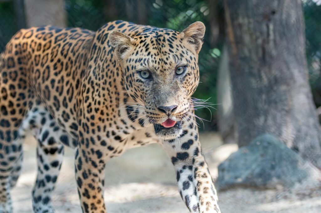 Carolina Panthers vs Arizona Cardinals