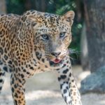 Carolina Panthers vs Arizona Cardinals