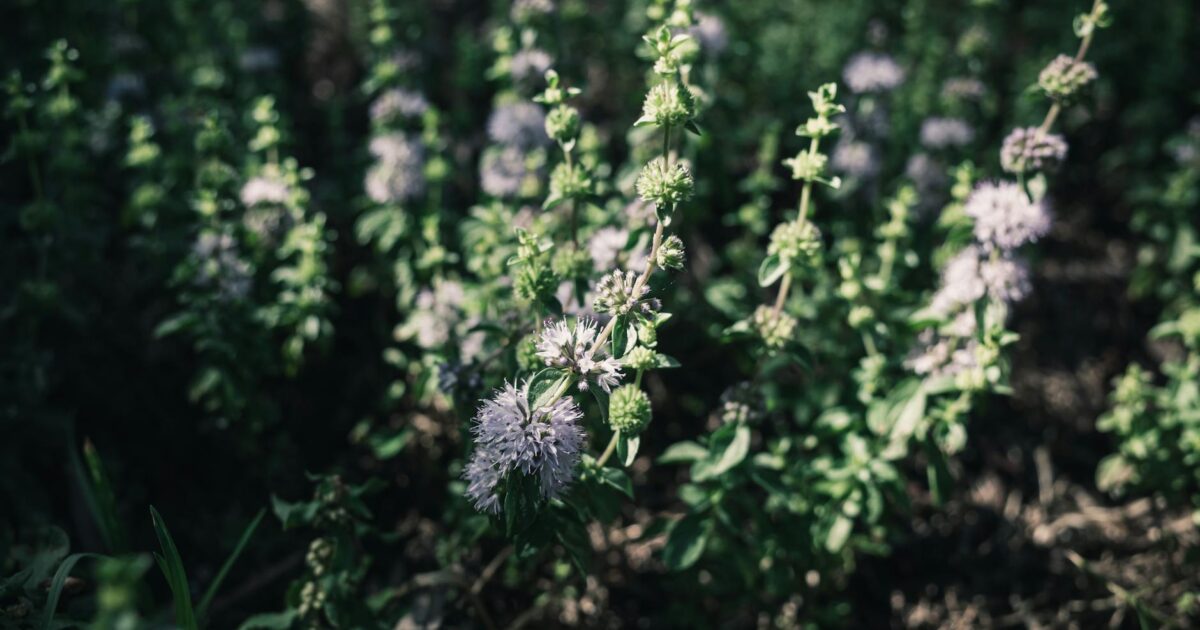 Laugh Out Loud: My Top Kevin Hart Movies Under $5