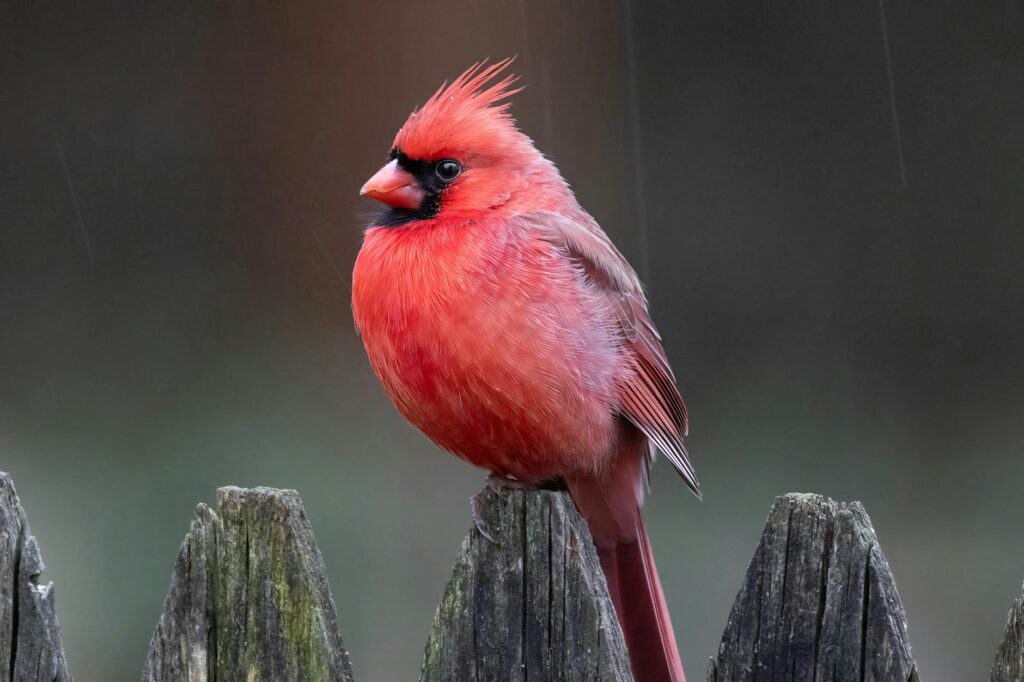 Panthers Cardinals stats