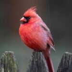 Panthers Cardinals stats