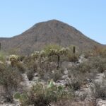 Arizona desert sunset