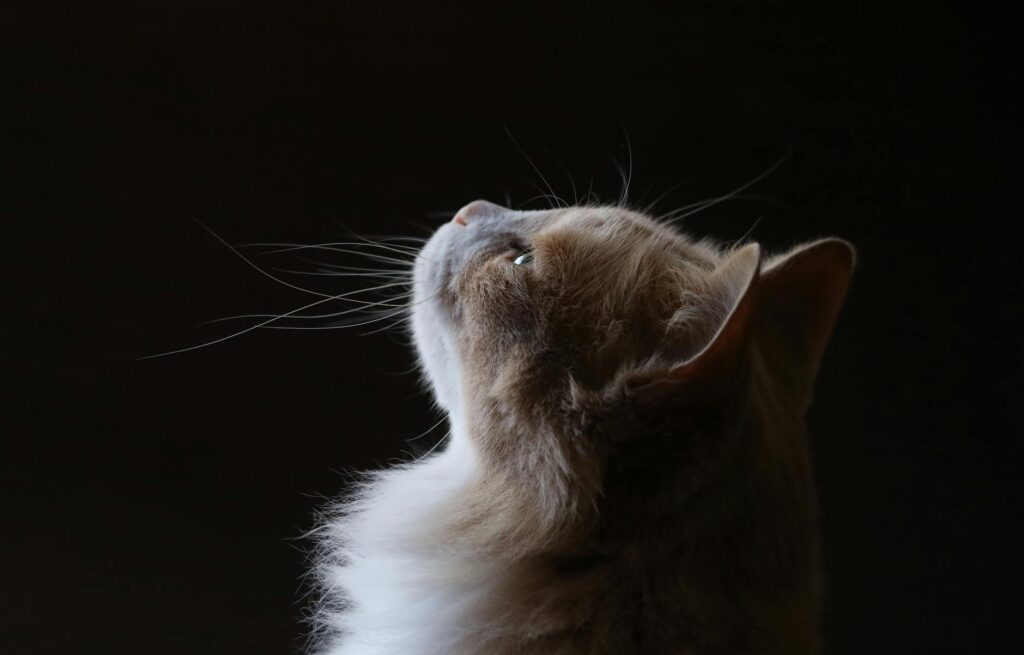 Chloe Tangney portrait