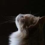 Chloe Tangney portrait