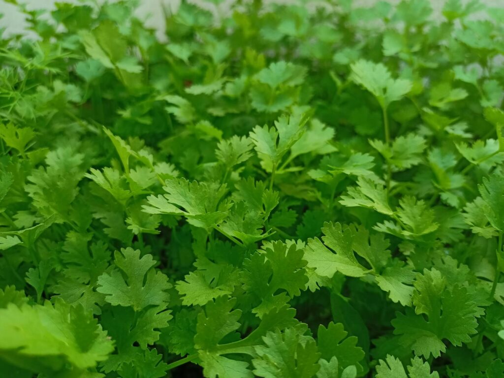 cilantro herb plant