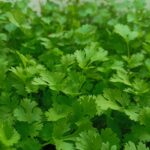 cilantro herb plant