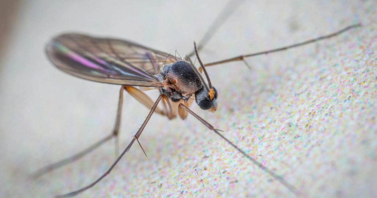 How to Get Rid of Gnats for Good: Your 2026 Guide