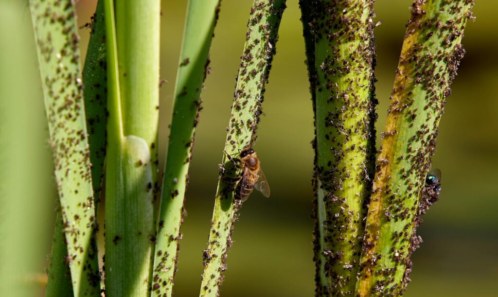 gnat infestation home