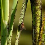 gnat infestation home